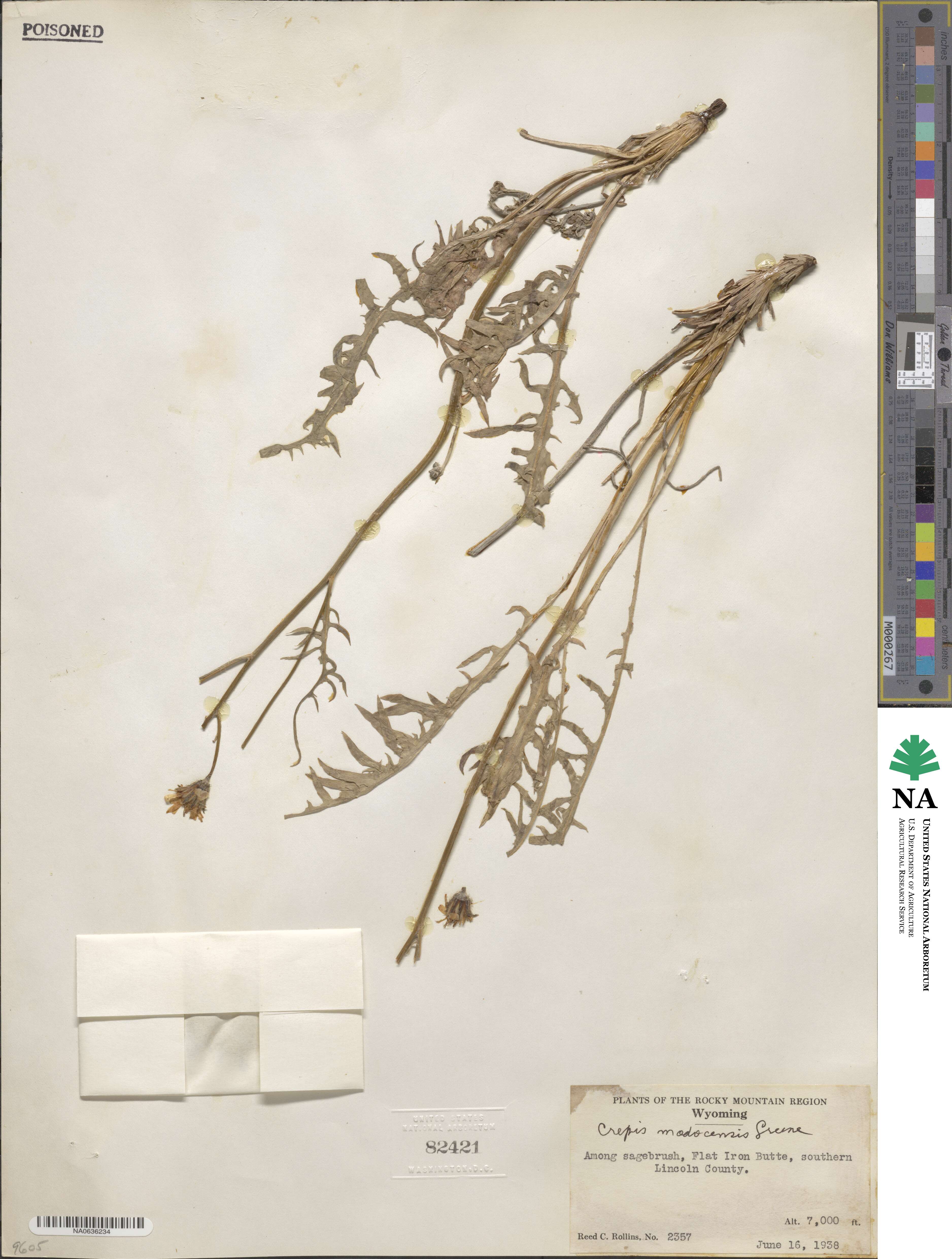 Crepis modocensis image
