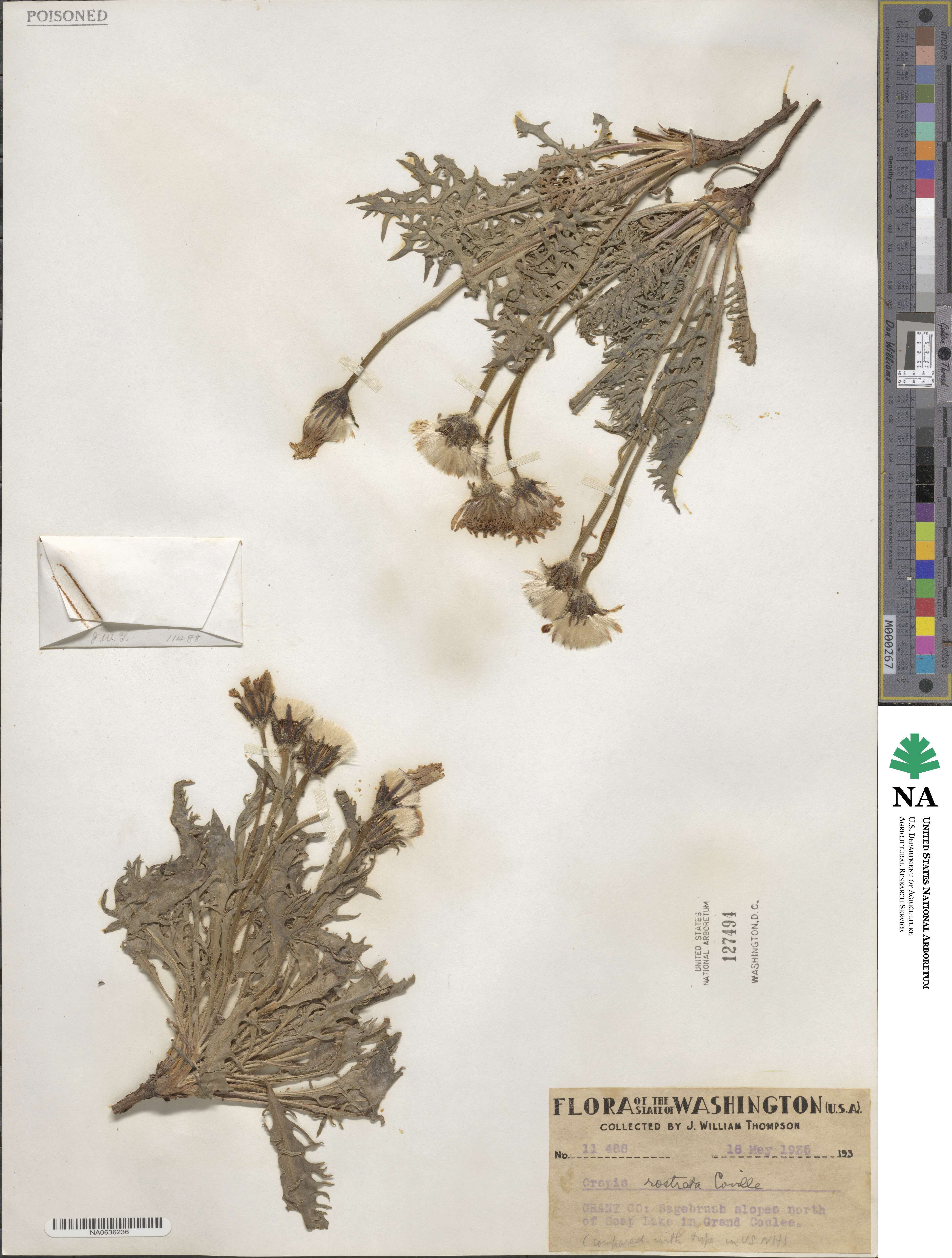 Crepis modocensis subsp. rostrata image