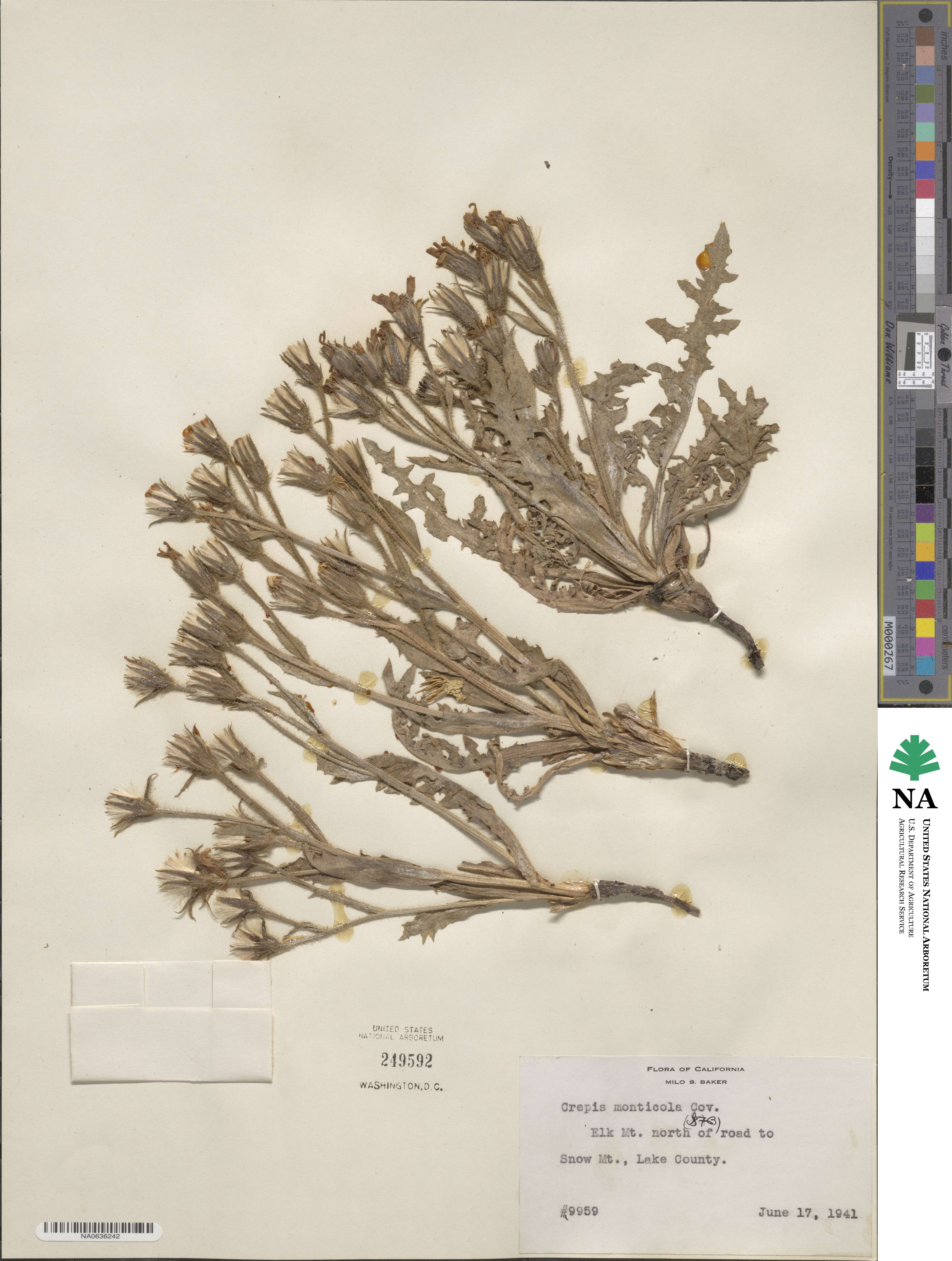 Crepis monticola image
