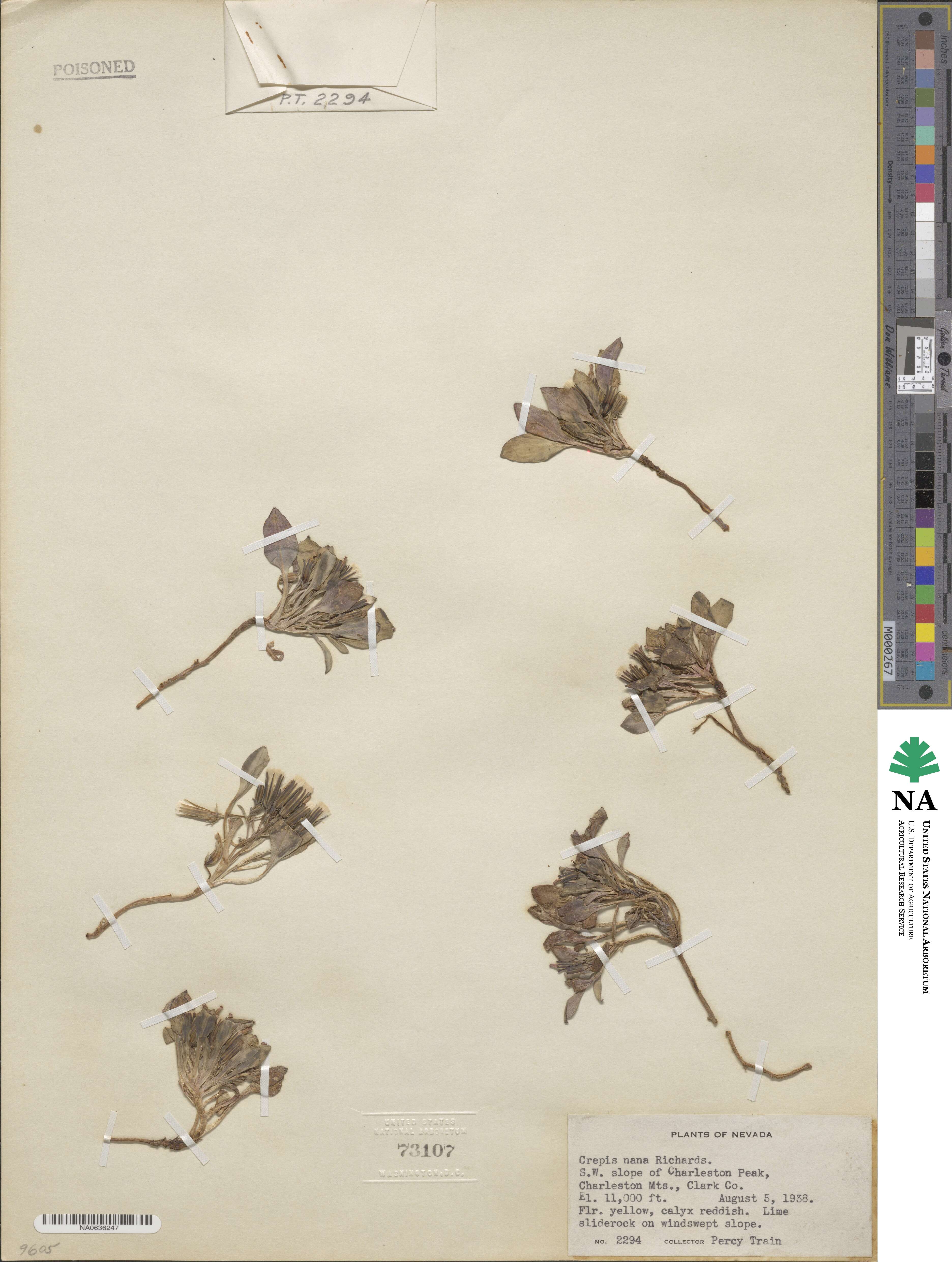 Askellia pygmaea image