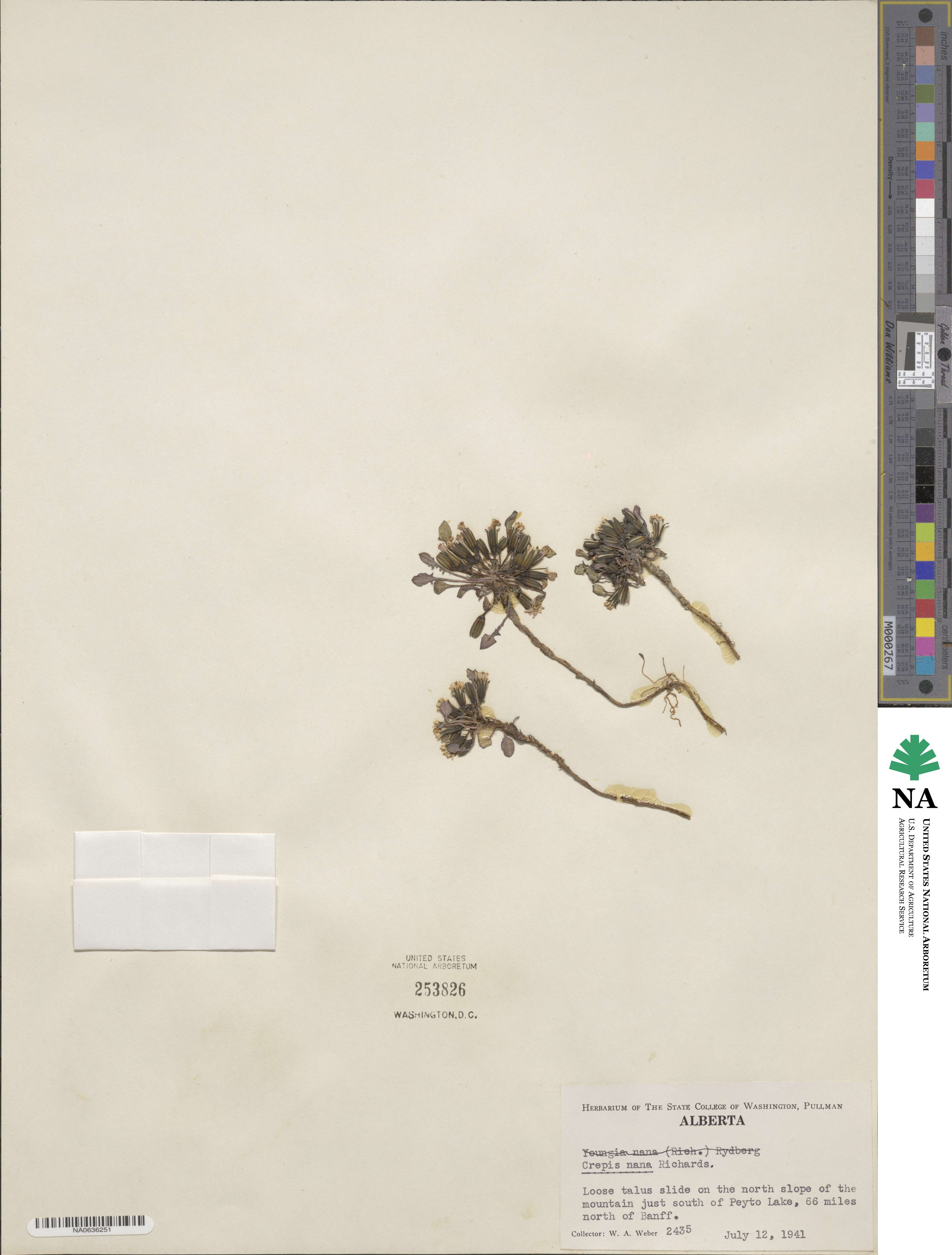 Askellia pygmaea image