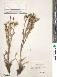 Crepis occidentalis image