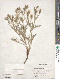 Crepis occidentalis image