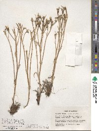 Crepis occidentalis image