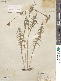 Crepis intermedia image