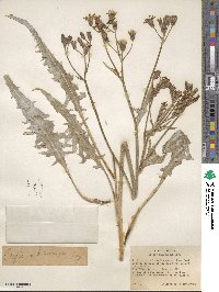 Crepis intermedia image