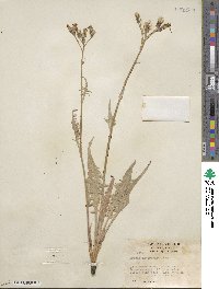 Crepis intermedia image