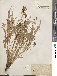 Crepis intermedia image