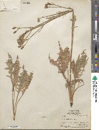 Crepis intermedia image