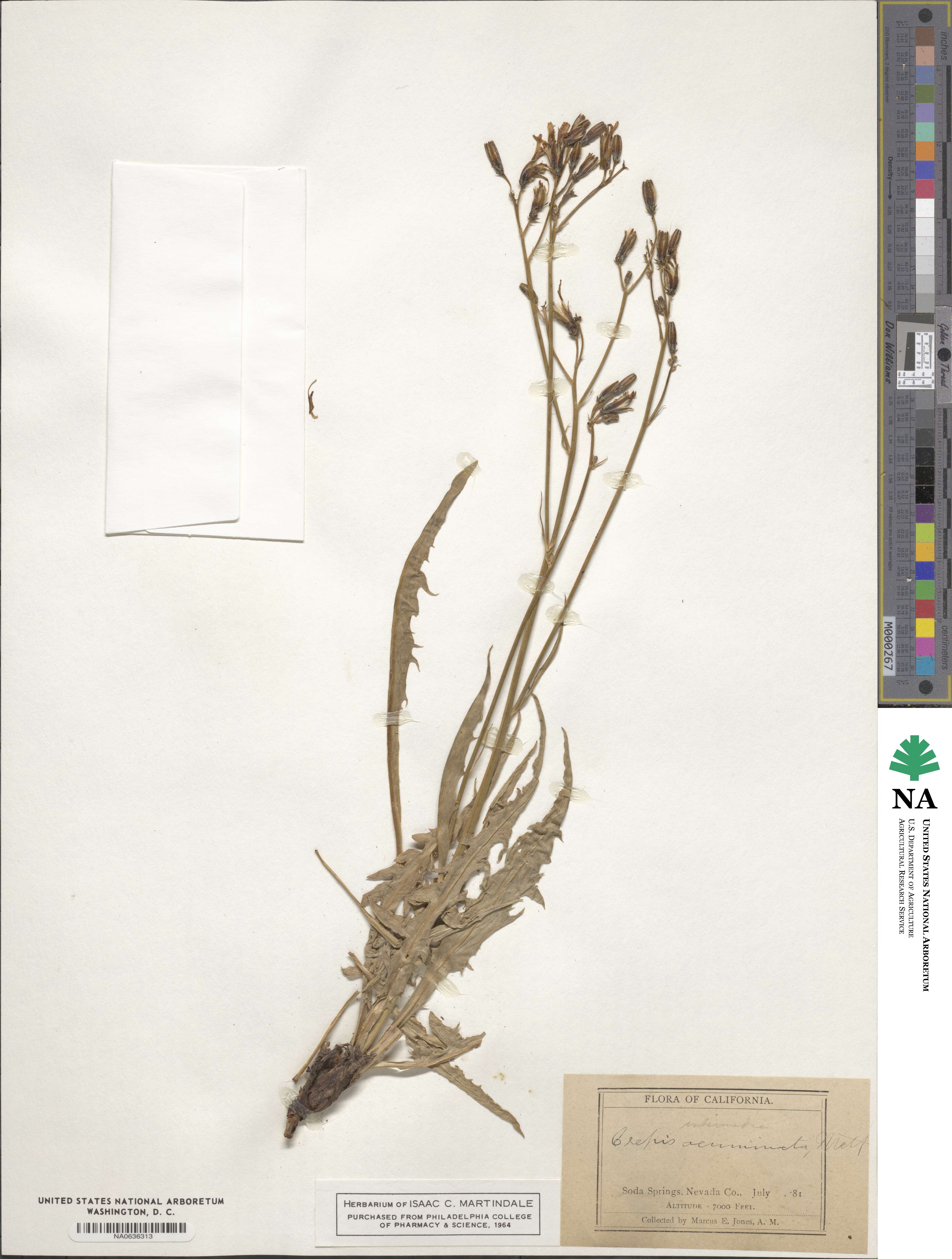 Crepis intermedia image