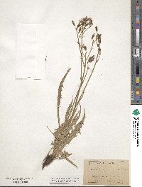 Crepis intermedia image