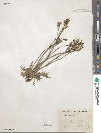 Crepis intermedia image