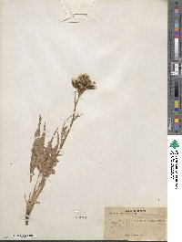 Crepis intermedia image