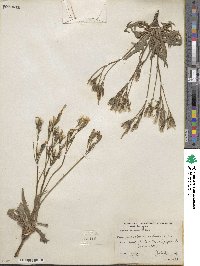 Crepis intermedia image