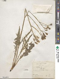 Crepis intermedia image