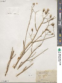 Crepis intermedia image