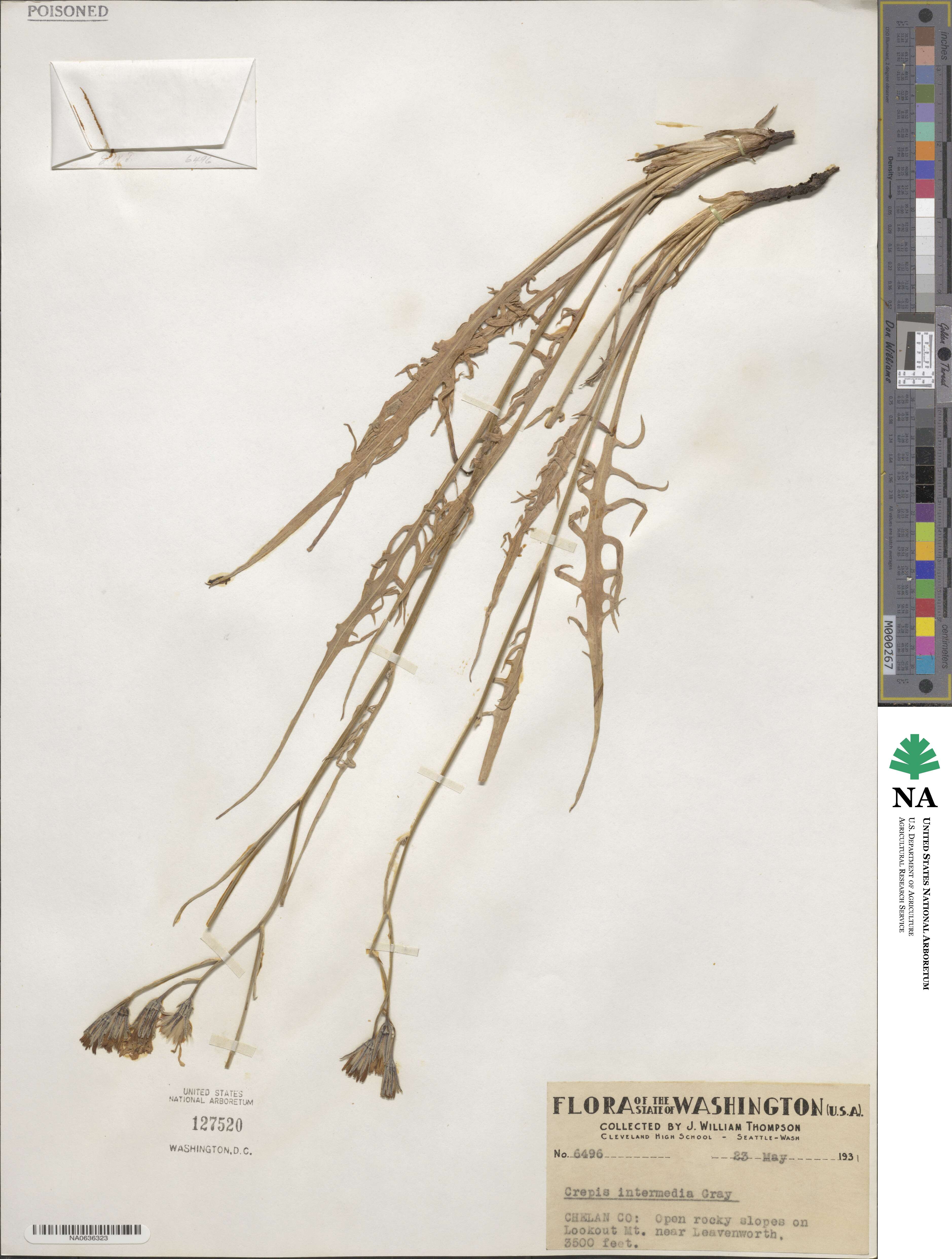 Crepis intermedia image