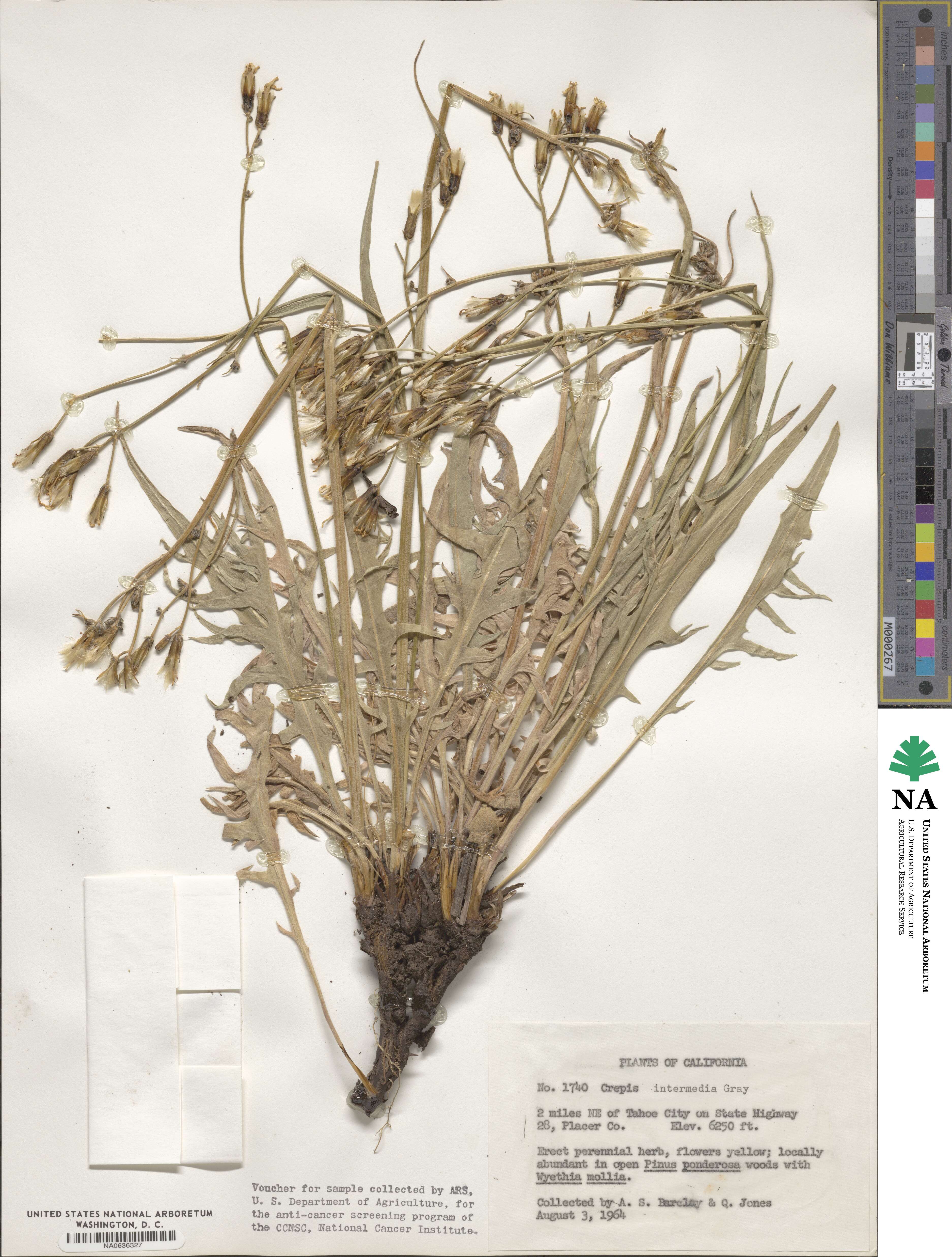 Crepis intermedia image