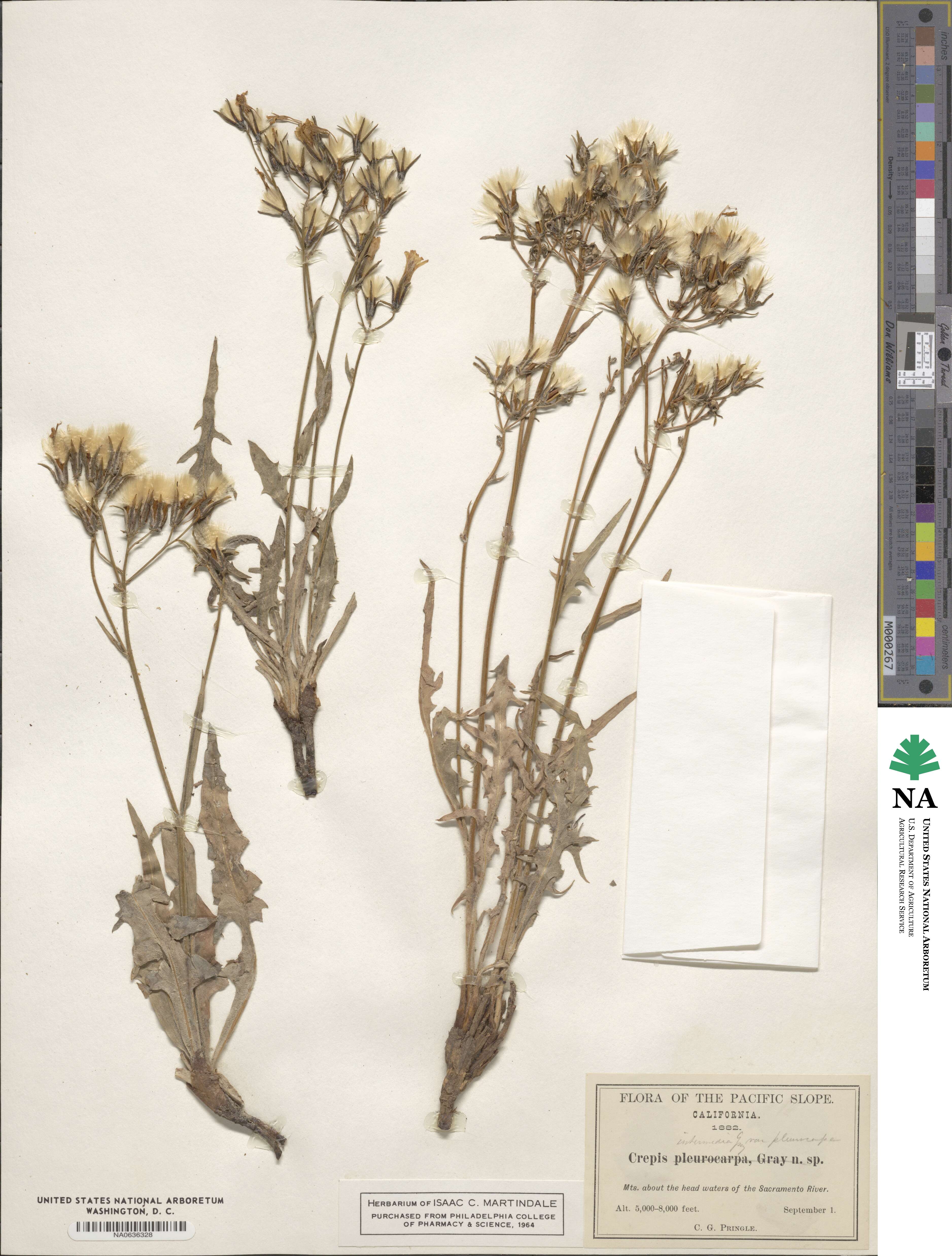 Crepis pleurocarpa image