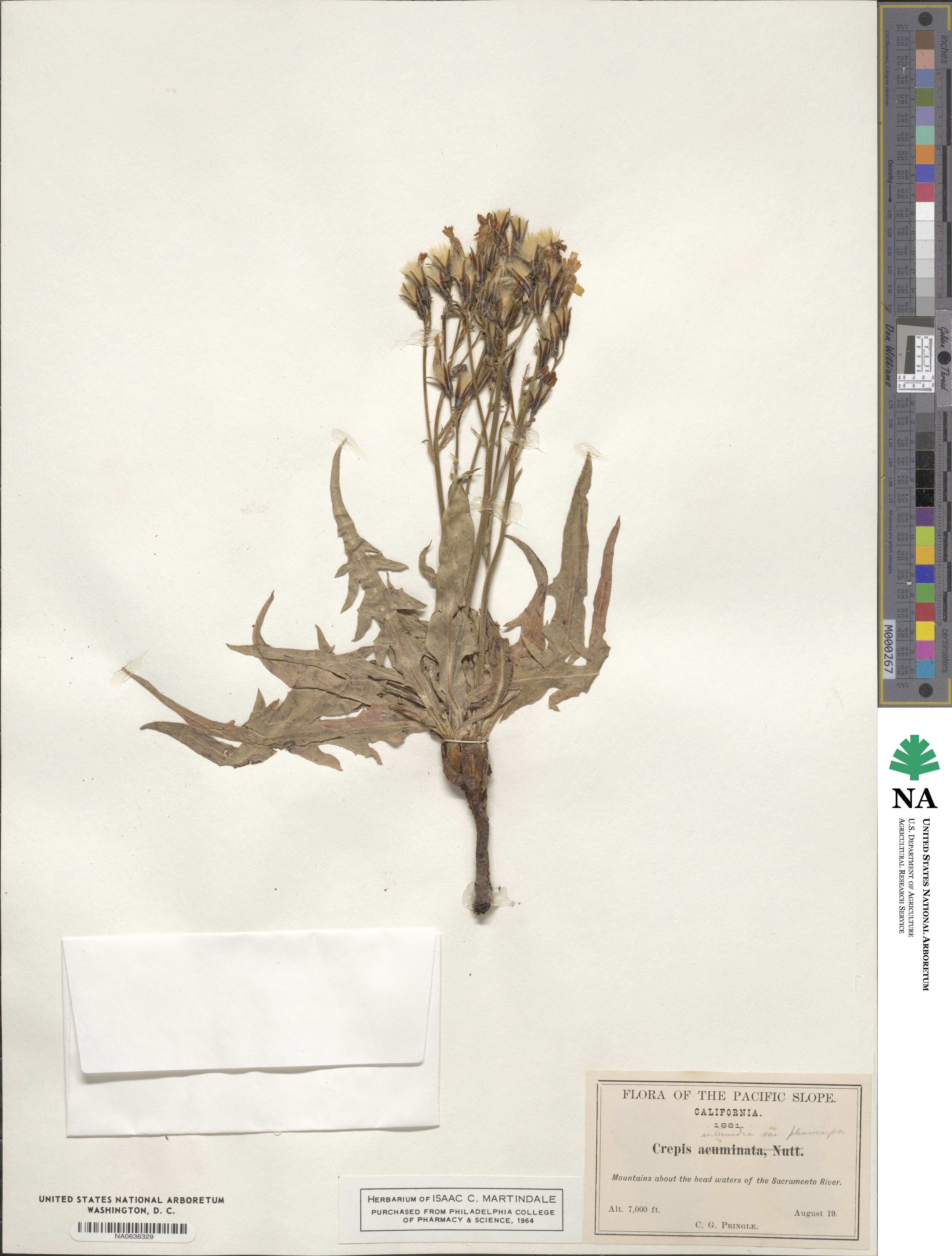 Crepis pleurocarpa image