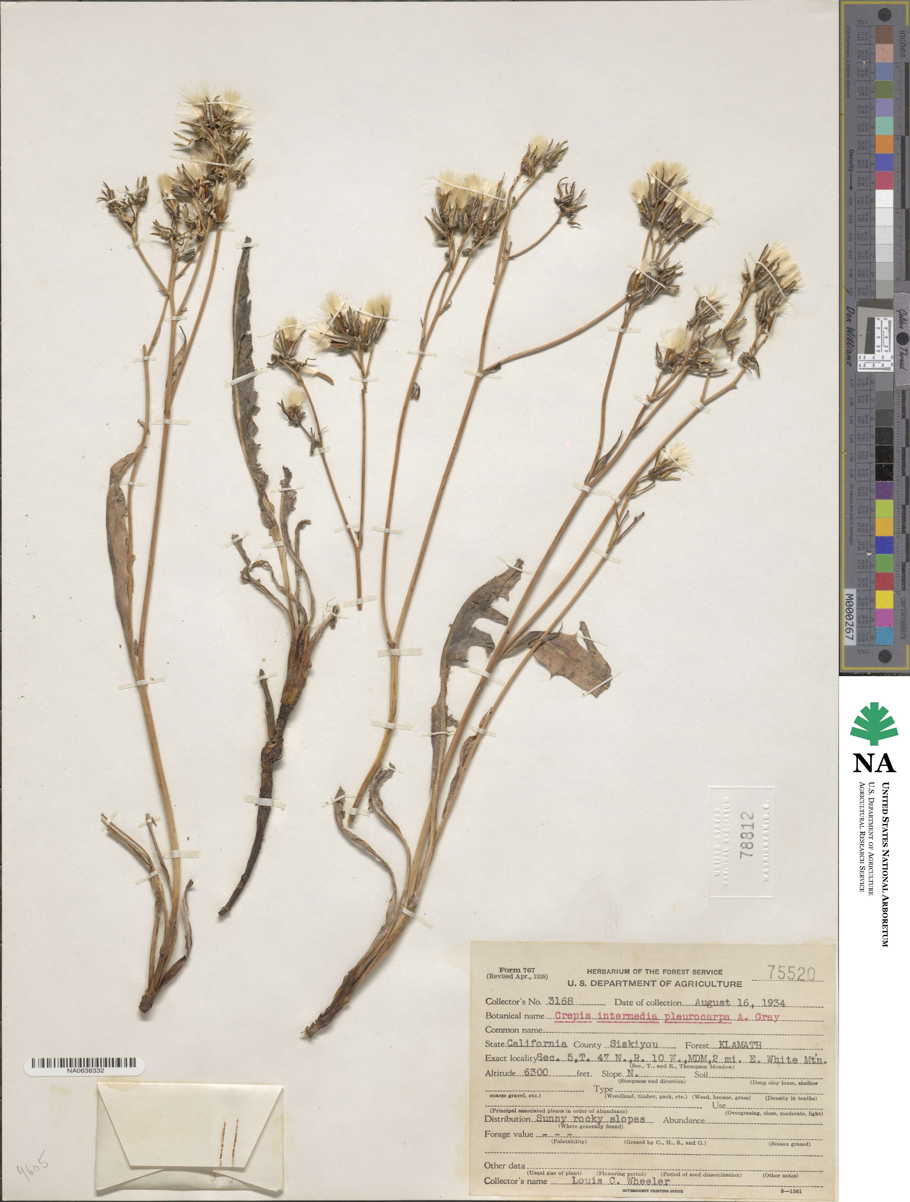 Crepis pleurocarpa image