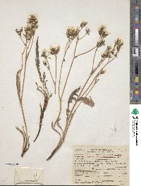 Crepis pleurocarpa image