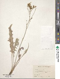 Crepis acuminata image