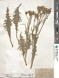 Crepis acuminata image