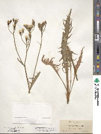 Crepis acuminata image