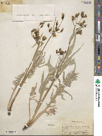 Crepis acuminata image