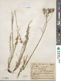 Crepis acuminata image