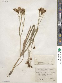 Crepis acuminata image