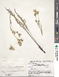 Crepis acuminata image