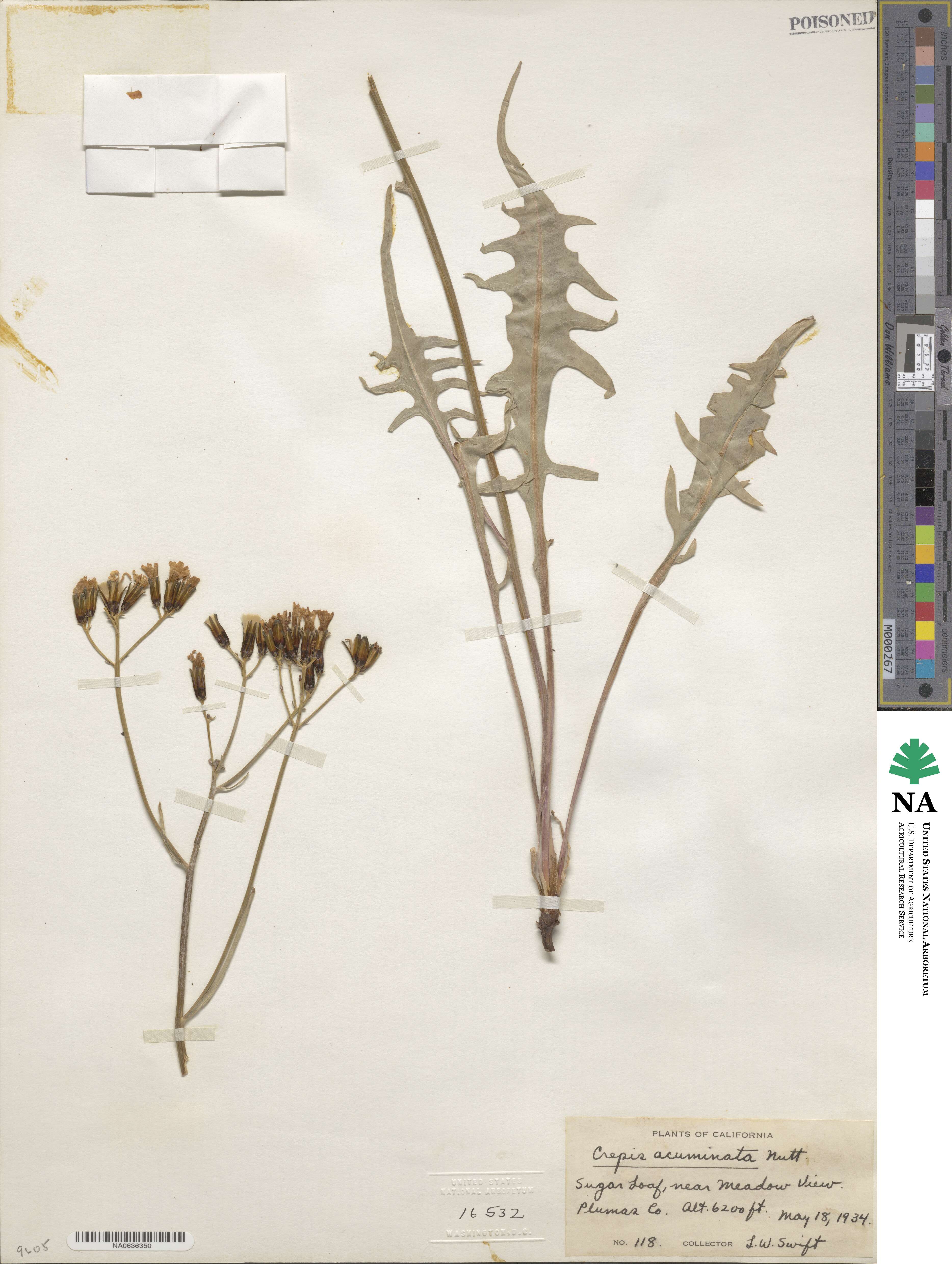 Crepis acuminata image