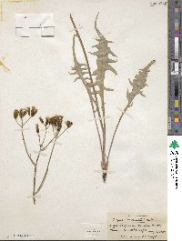 Crepis acuminata image