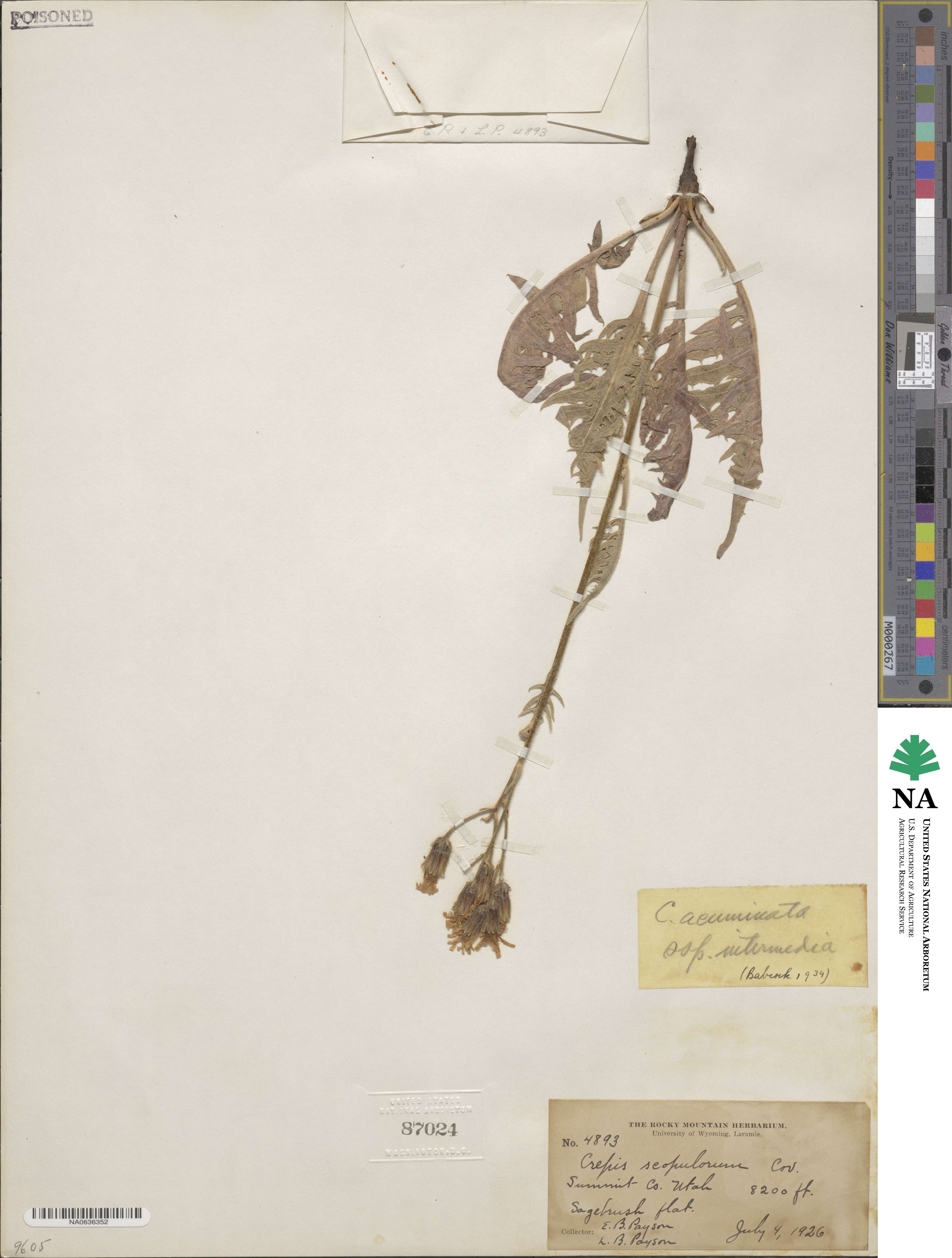 Crepis intermedia image