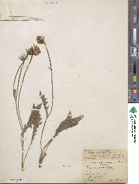 Image of Crepis bakeri