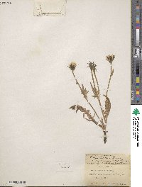 Crepis bakeri image