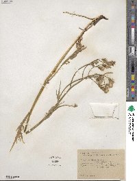 Crepis barbigera image