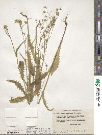 Crepis capillaris image