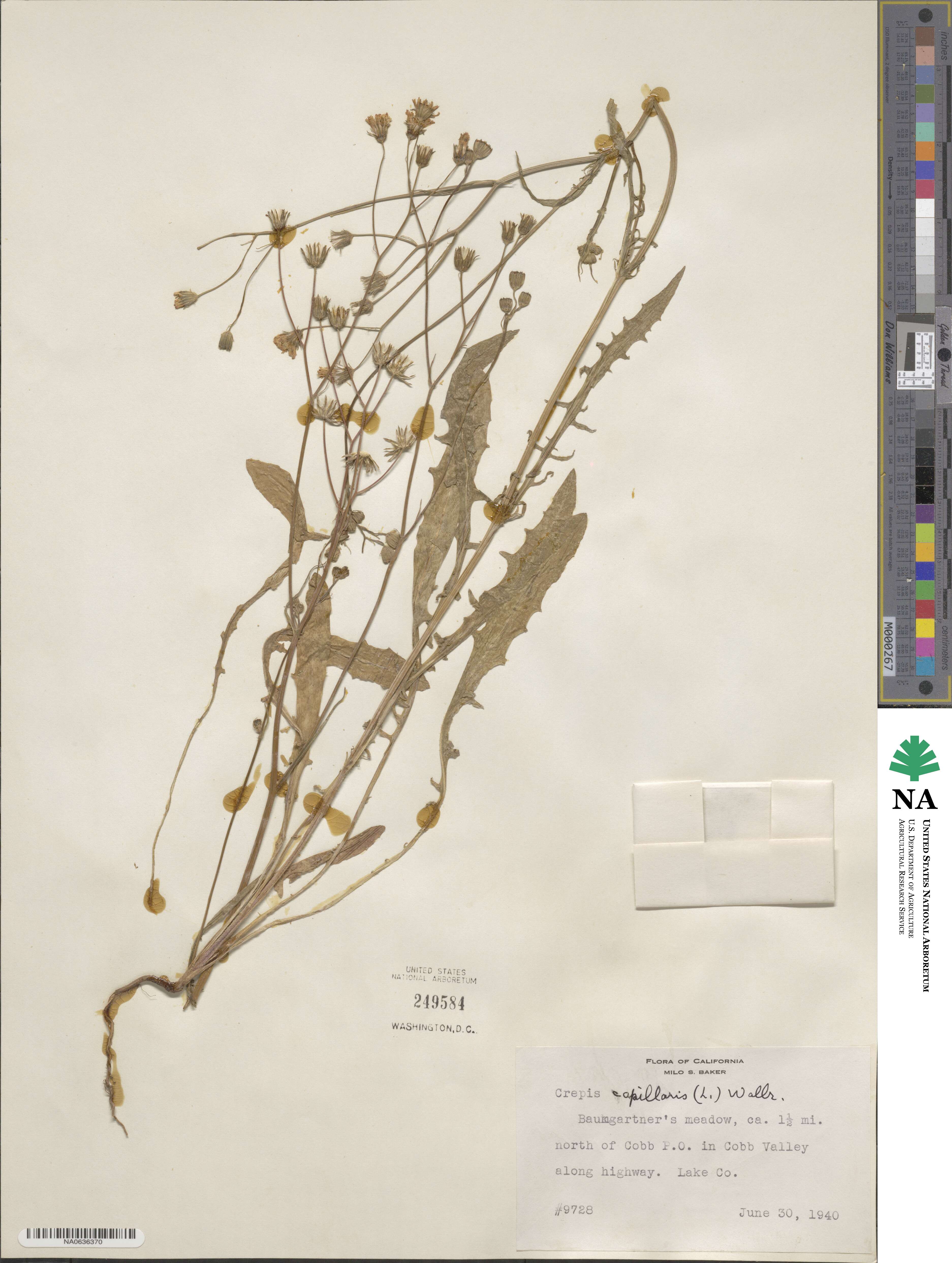 Crepis capillaris image