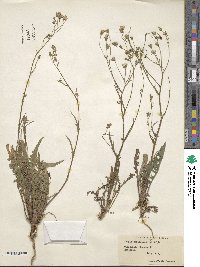 Crepis capillaris image