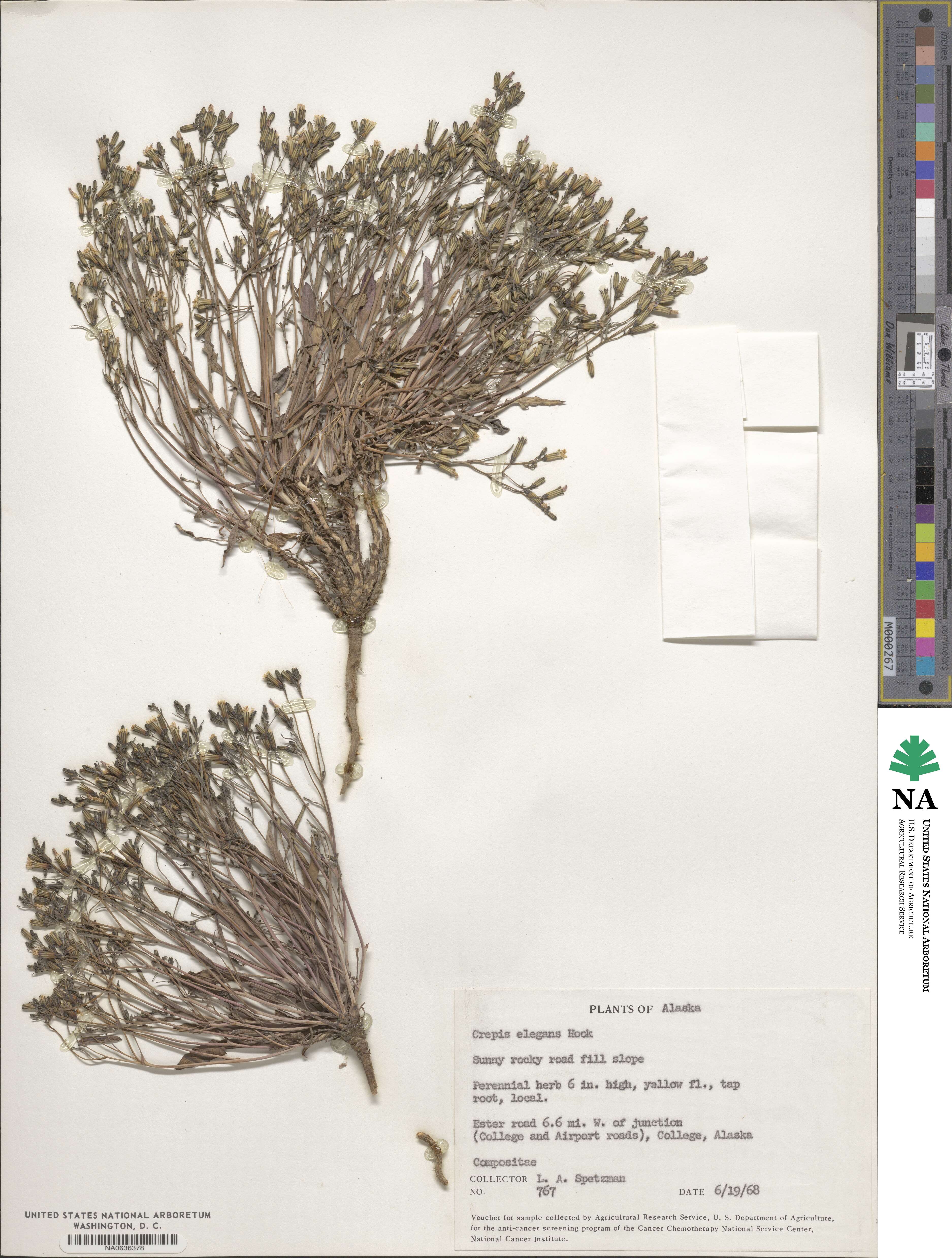 Askellia elegans image
