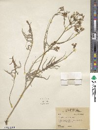 Crepis atribarba image