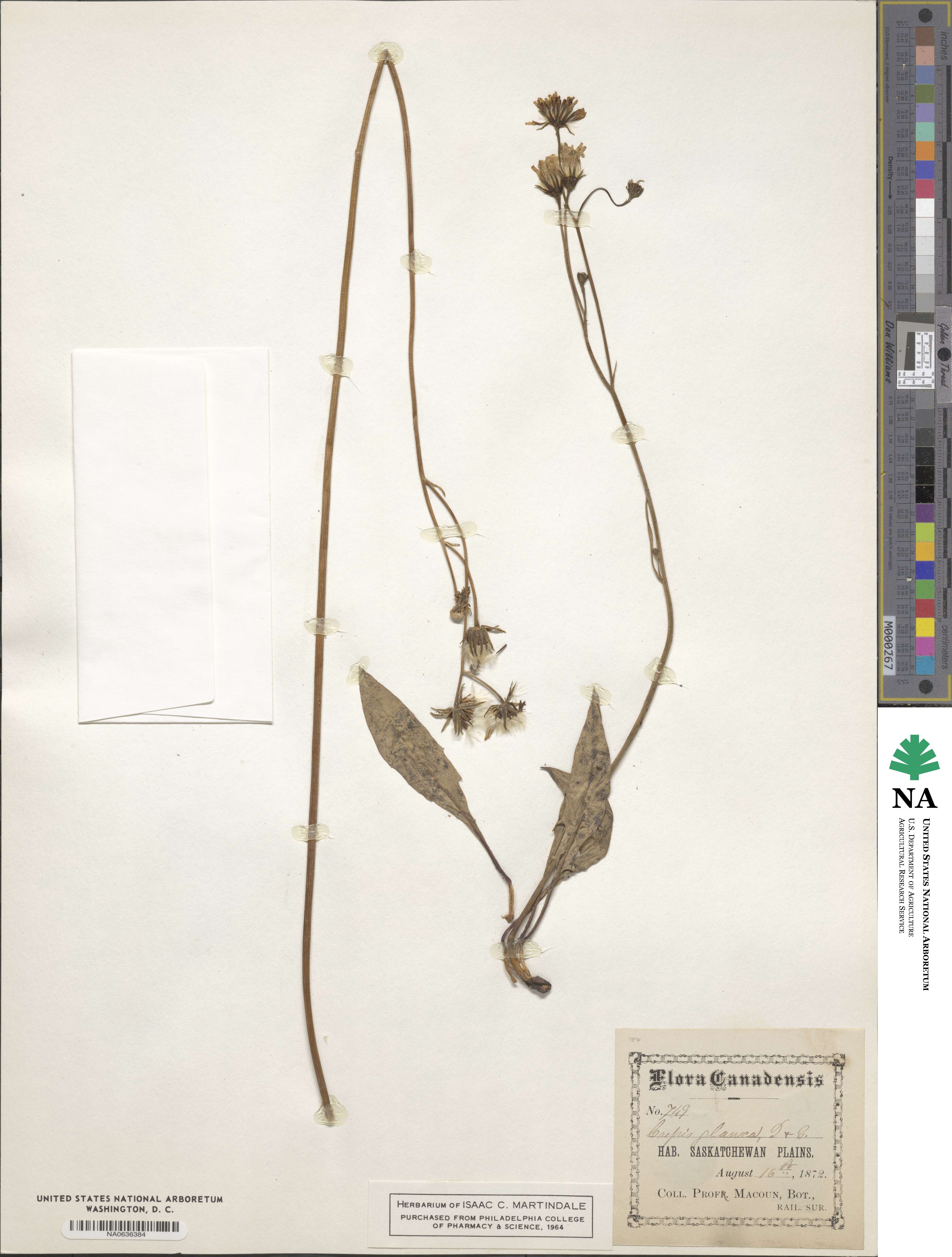 Crepis glauca image