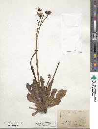 Crepis glauca image