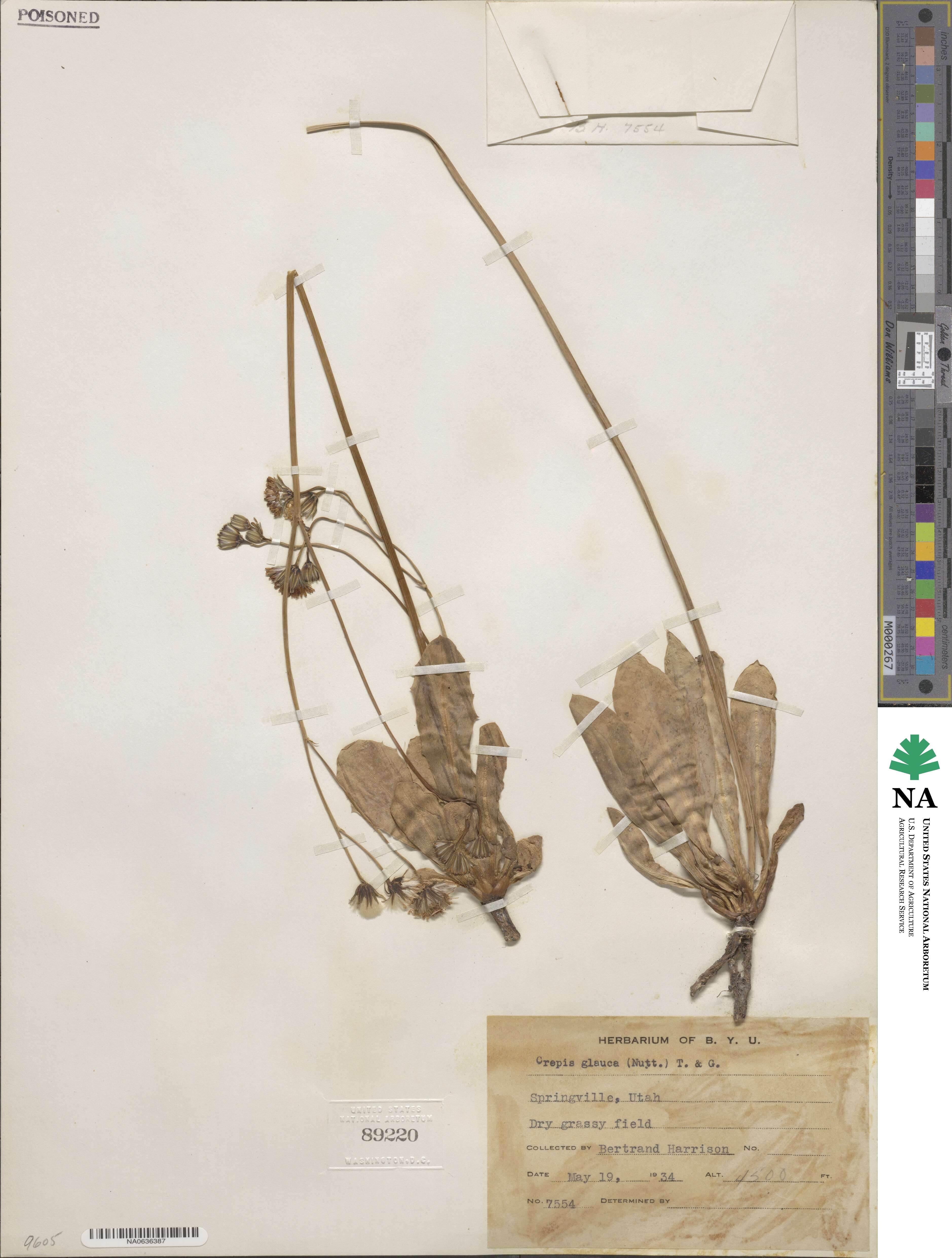 Crepis glauca image