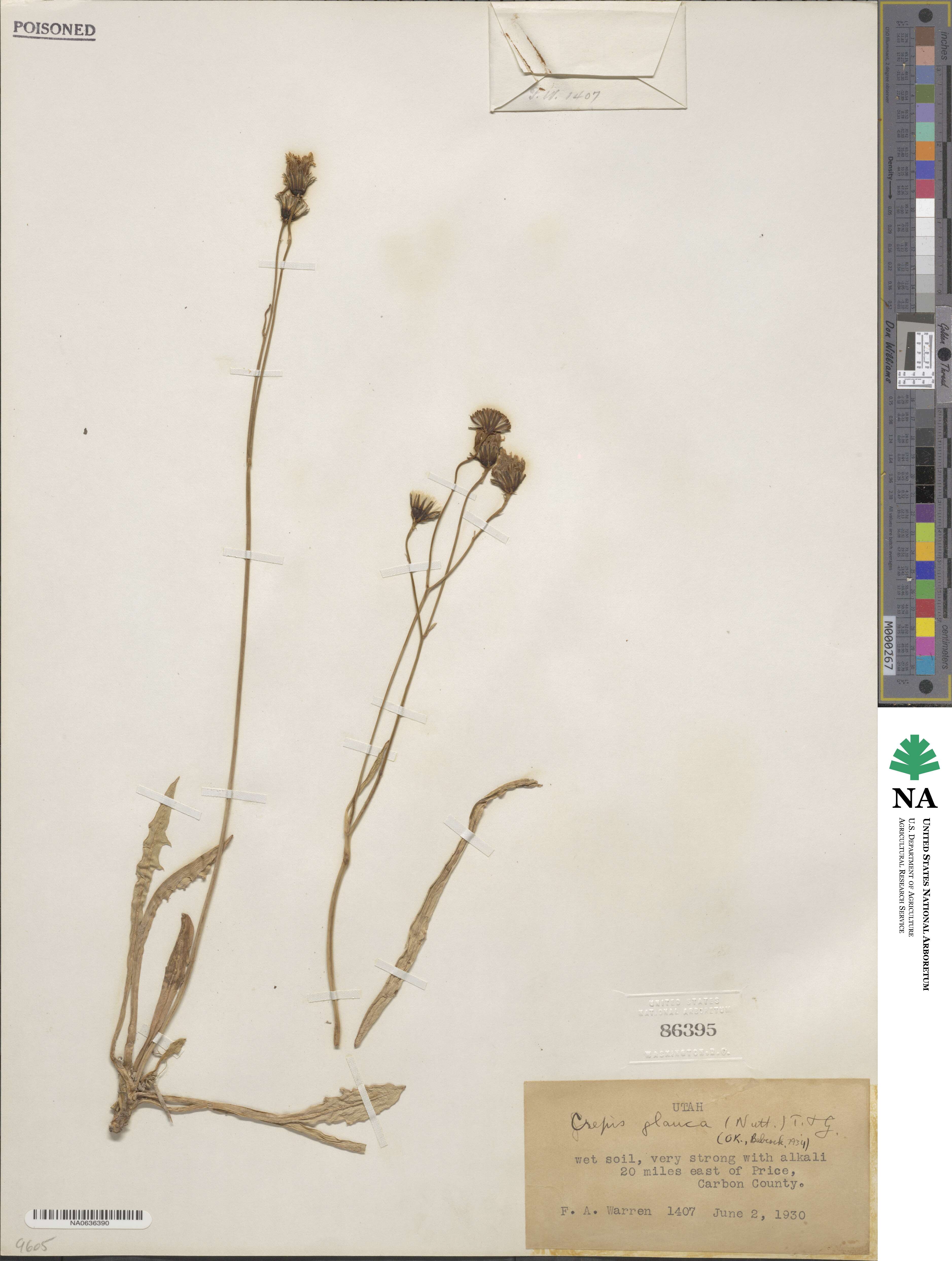 Crepis glauca image