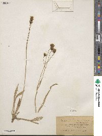 Crepis glauca image