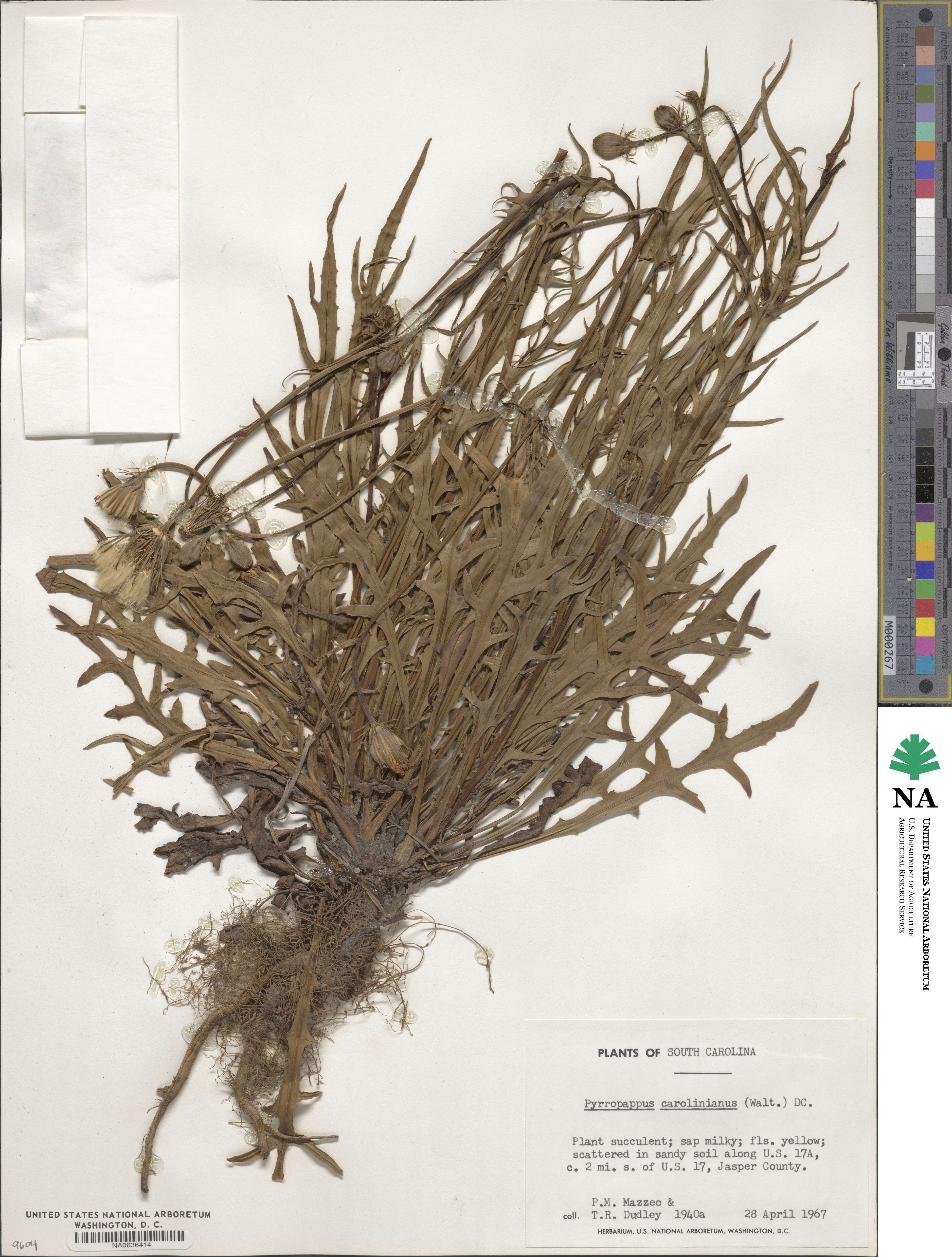 Pyrrhopappus carolinianus image